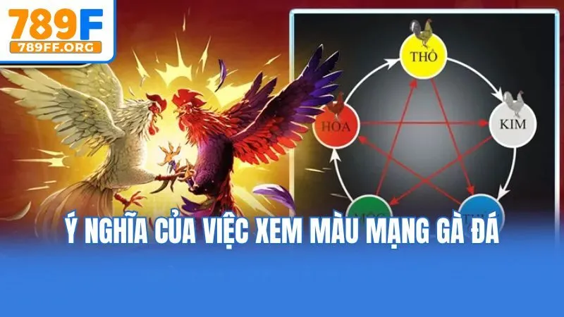 Ý nghĩa của việc xem màu mạng gà đá